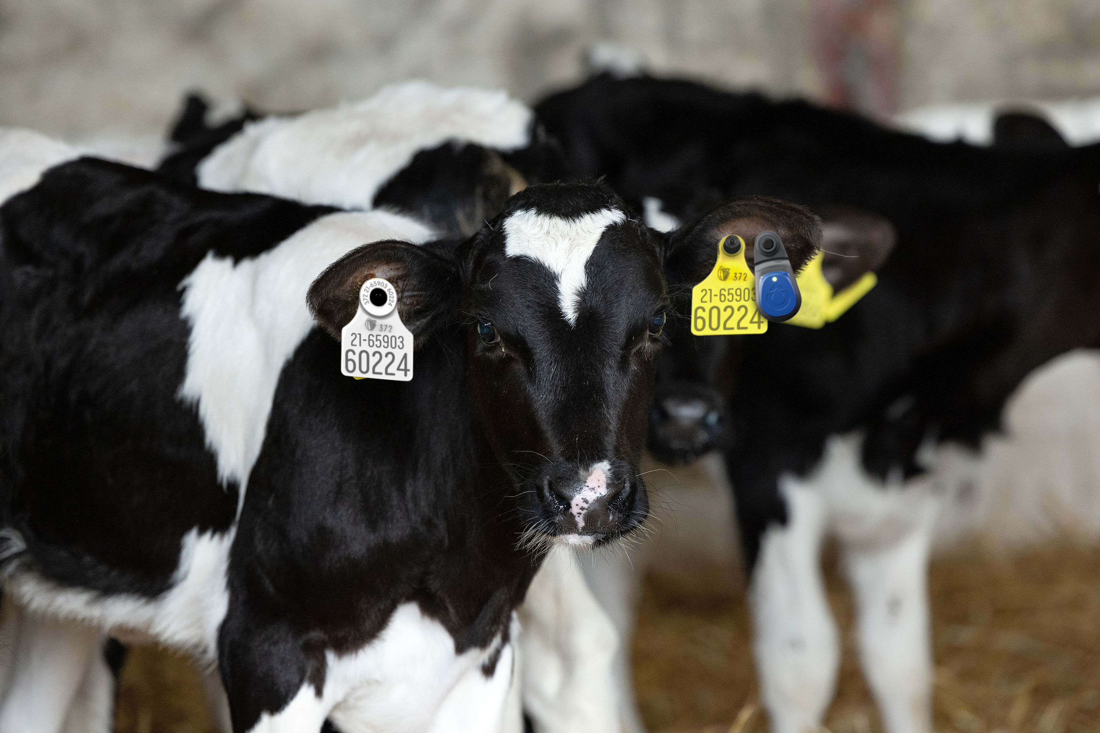 A black and white calf with SenseHub Dairy ear tags