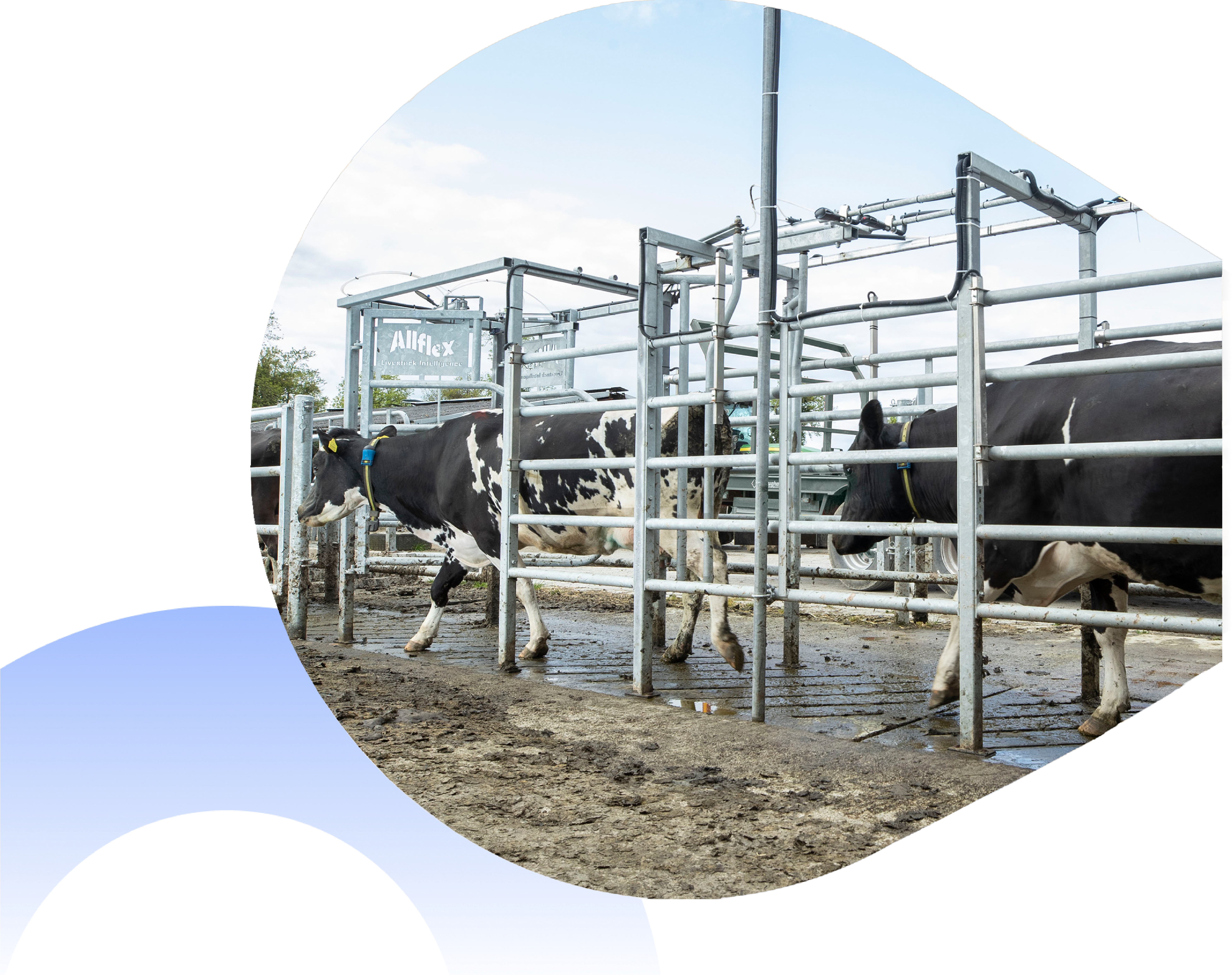 cow walking through SenseHub Dairy Sorting gate